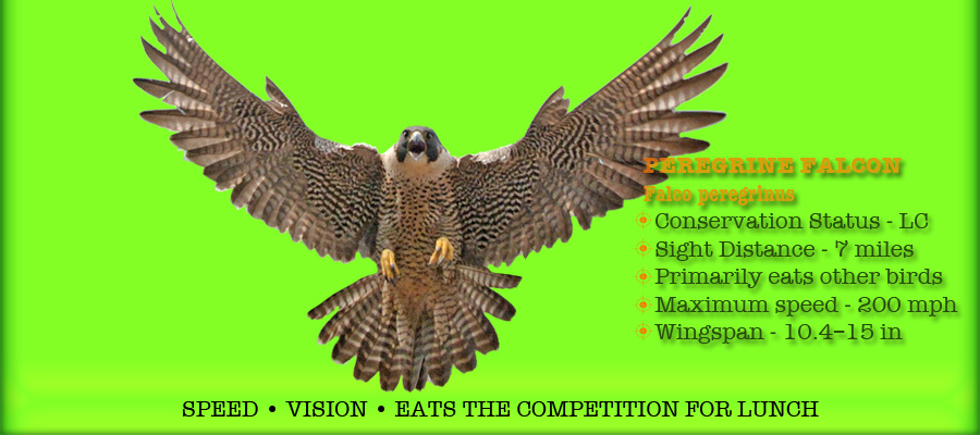 Peregrine Digital Media - Webcentric Design | Media | Search